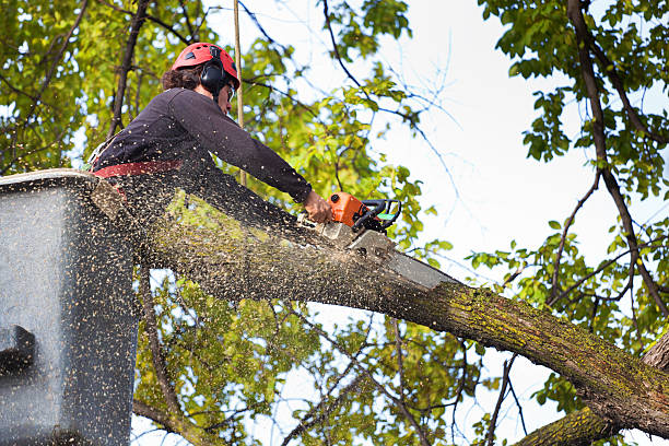 Best Tree Mulching  in Lyman, WY